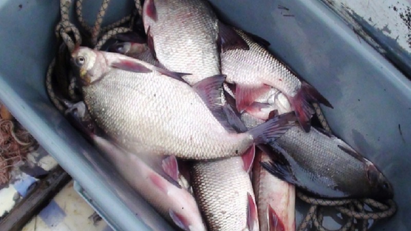 От токсичной рыбы в Тюменской области погибли собаки и кошки