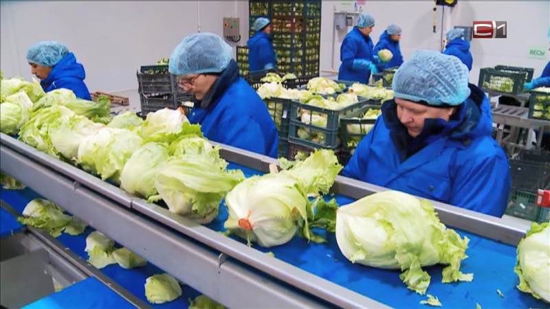 Предприятие по переработке зелени и овощей открылось в Тюменской области