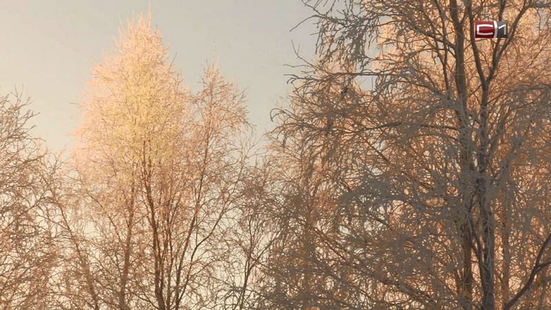 Все дело в градусе. В дни актировок сургутские школьники учатся онлайн