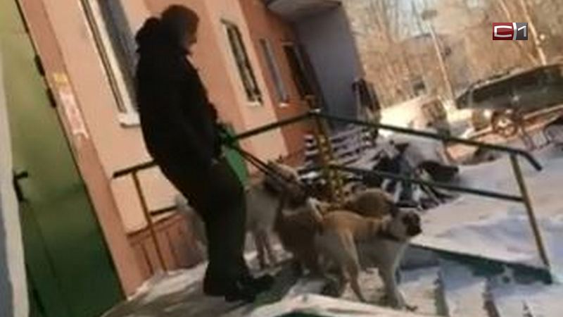 Соседские собаки терроризируют жильцов коммунальной квартиры в Сургуте