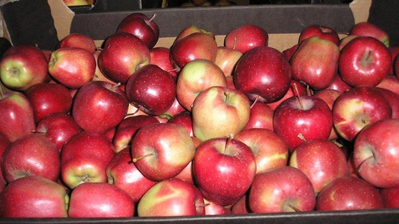 222 кг «санкционных»  яблок не попали на прилавки города Сургута