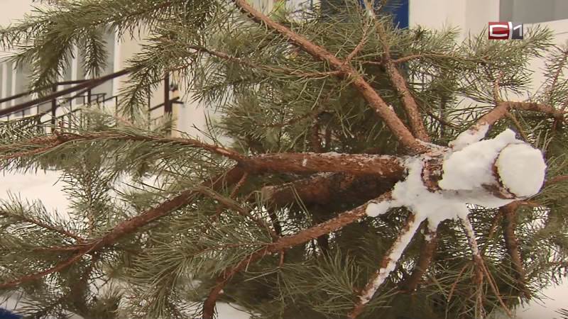 Новогодние елки югорчан могут оказать неоценимую пользу округу