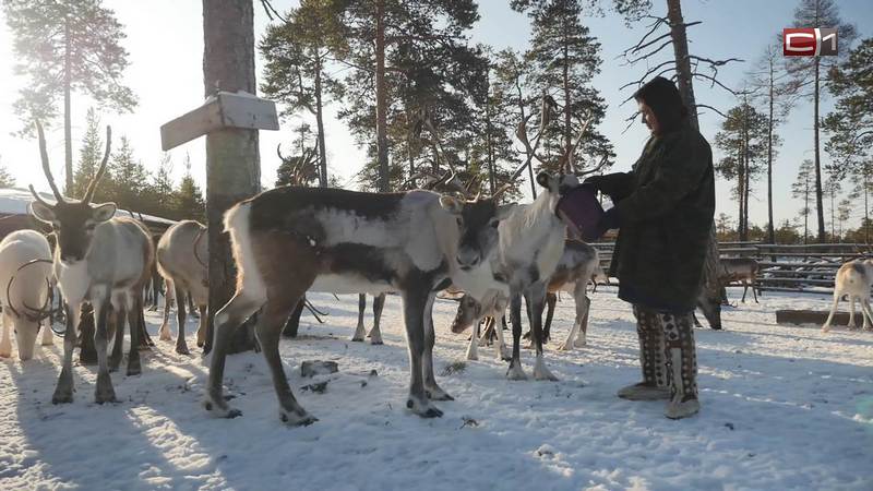 Из Амстердама на стойбища. Волонтеры Сургутского района ждут иностранных гостей