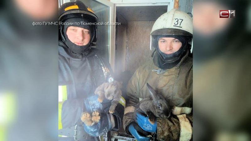 Счастливое спасение. В Тюменской области пожарные из огня вынесли кроликов