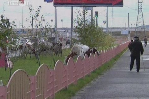 По центру Сургута гуляли коровы