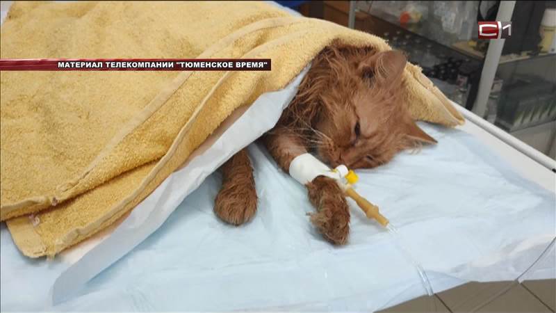 Кота без кожи обнаружили в Тюмени. Полиция ищет живодеров