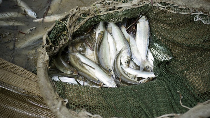 Нарушений стало меньше. Качество рыбы и рыбной продукции в Югре улучшилось