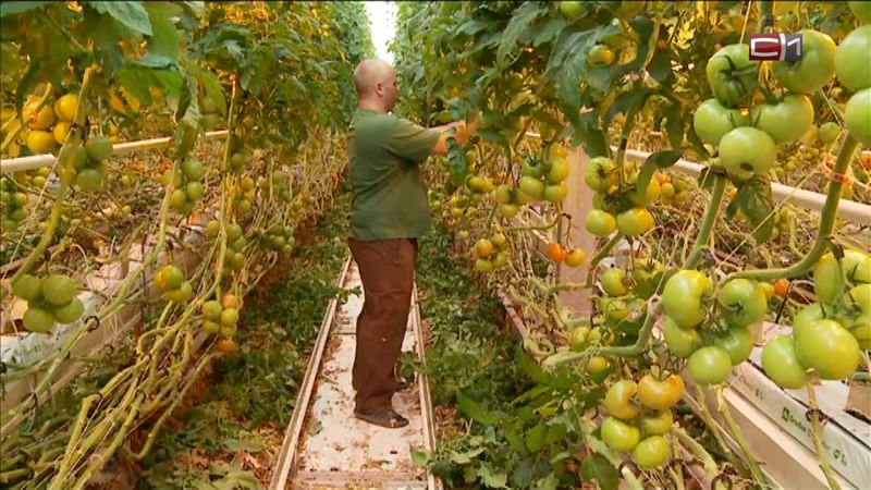 Спрос вырос: хватит ли овощей и картофеля жителям Тюменской области