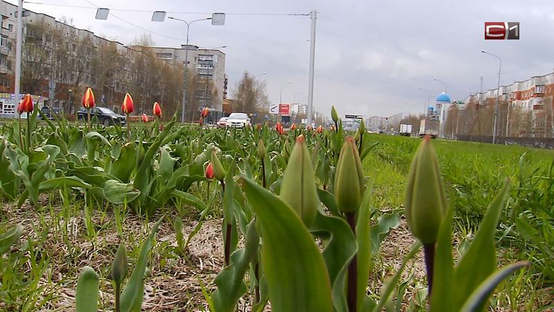 В Сургуте зацветают тюльпаны. Синоптики обещают за 20 градусов тепла
