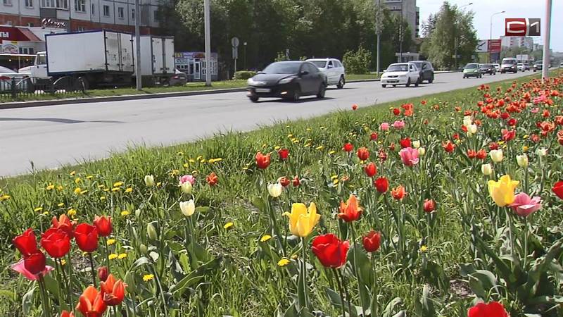 Надолго ли в Сургуте задержится аномальная жара