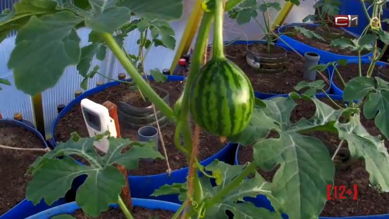 СКОРО: Огород на зависть или как вырастить арбуз с дыней в Сургуте