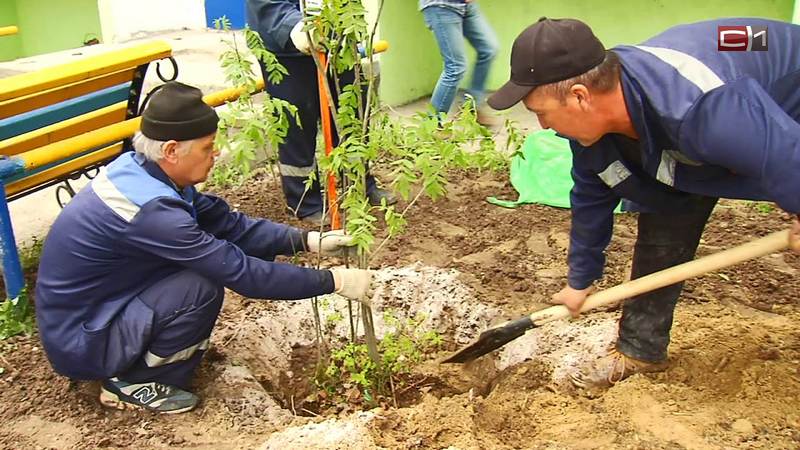 Под окнами ветеранов в Сургуте появятся молодые деревья