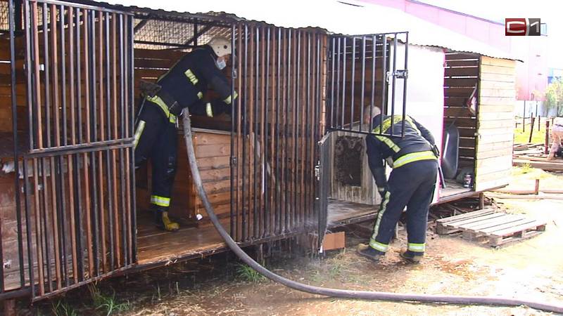 6 тонн воды потратили сургутские пожарные на помощь бездомным собакам