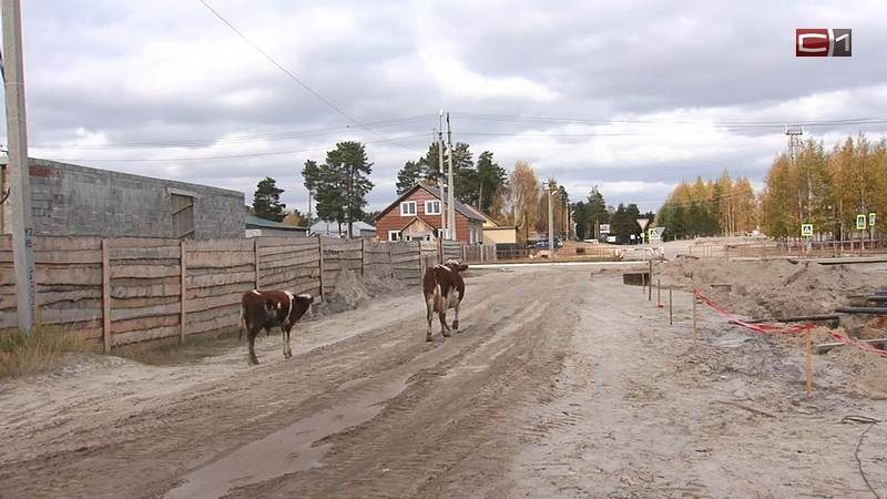 Более 200 миллионов потратят в Сургутском районе на ремонт дорог