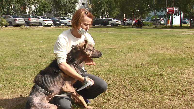 История о доброте. Волонтеры Сургута помогли брошенным собакам обрести любящих хозяев