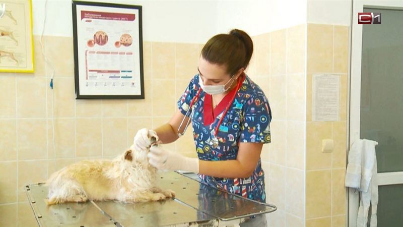 В Тюменской области начнут тестировать домашних животных на коронавирус