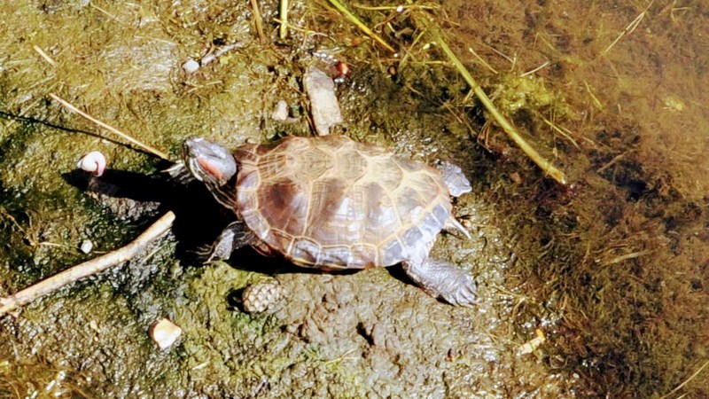 Спасите питомцев! Сургутские водоемы заполонили красноухие черепахи
