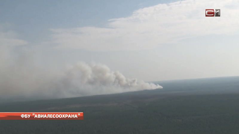 В причинах лесного пожара под Советским разберется следствие