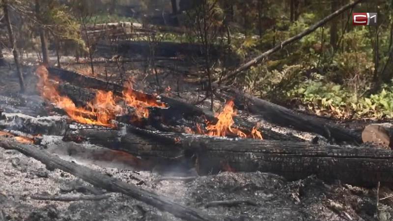 Повышенный класс пожарной опасности объявлен в сургутских лесах