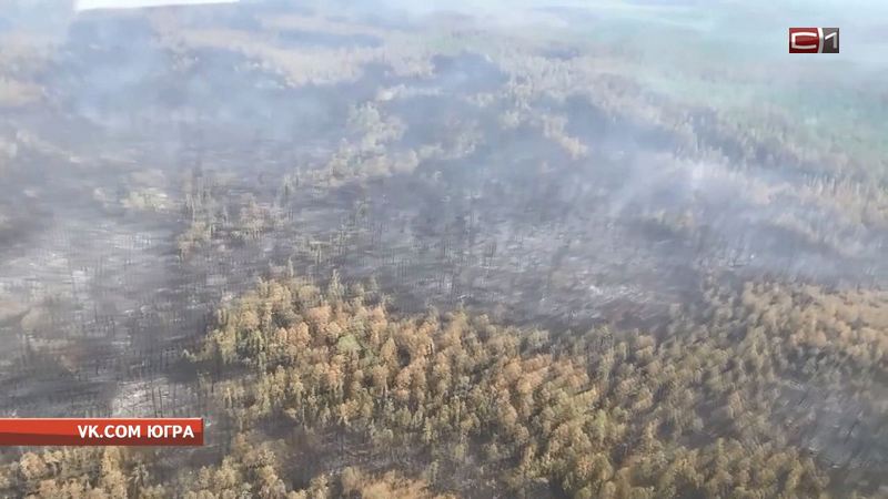 Свыше 63 тысяч гектаров земли уничтожили лесные пожары в Югре 