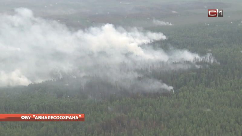 Жителю Югры, который устроил пожар в лесу, грозит три года тюрьмы