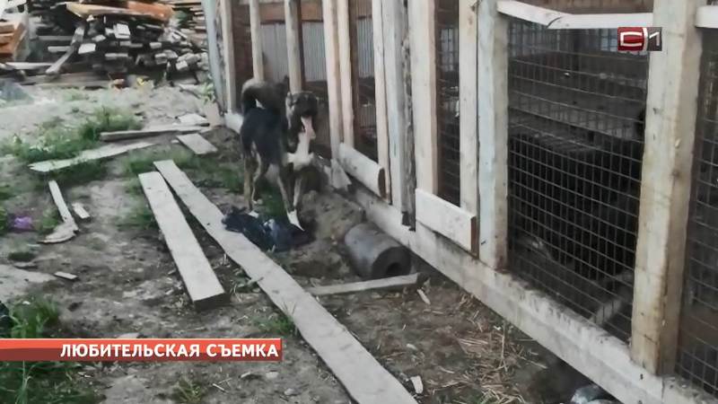 Зоозащитники Сургута: в приюте города собаки остались в жару без воды