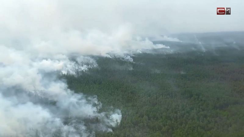 В Югре горят заповедники: огнем охвачено больше тысячи гектаров