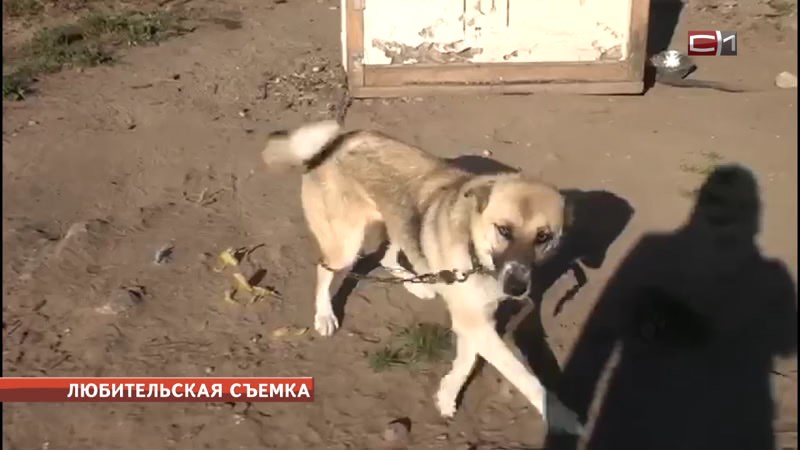 Собачья жизнь. Зоозащитники о происходящем в одном из приютов Сургута