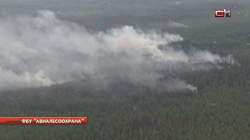 В Югре площадь лесных пожаров превысила 100 тысяч гектаров