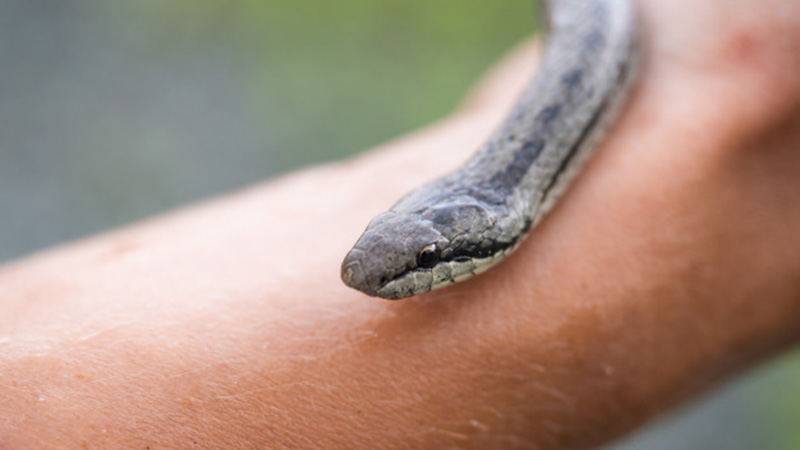 В Югре активизировались змеи. Что делать, если укусила