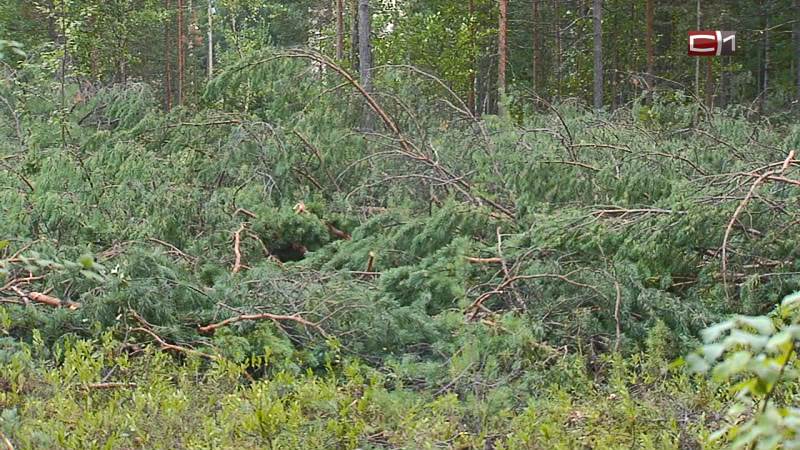 А что взамен? Зачем в сургутском парке «Кедровый лог» рубят деревья