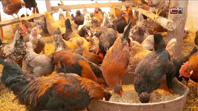 Еще одна напасть! В Тюменской области карантин по птичьему гриппу