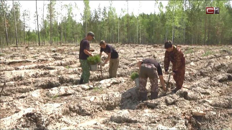 Более 6 тысяч саженце сибирской сосны высадят в Тюменской области