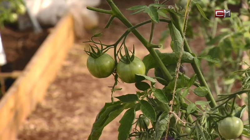 Для каких целей в центральном парке Сургута выращивают помидоры