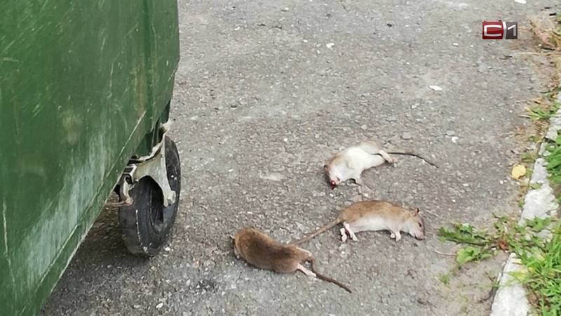 Сургутскую многоэтажку атаковали крысы. ФОТО