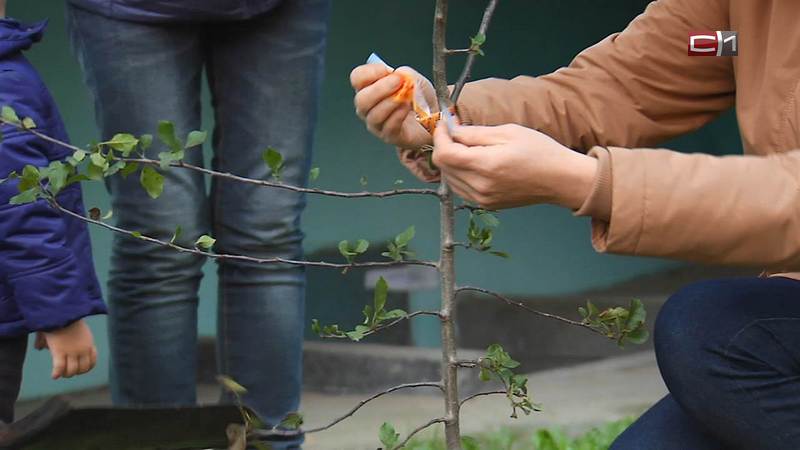 В Сургуте посадили первый «Яблоневый сад Победы»