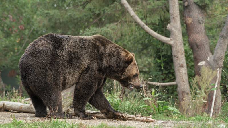 Медведи снова в Сургуте. Животное заметили близ дачного кооператива
