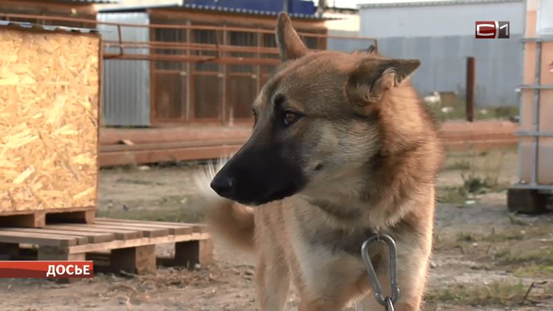 Губернатор Югры предложила дрессировать бездомных собак для выявления COVID