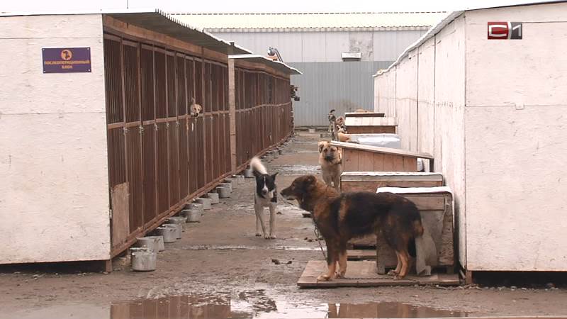 В приюте Сургутского района появились тренировочные площадки для собак