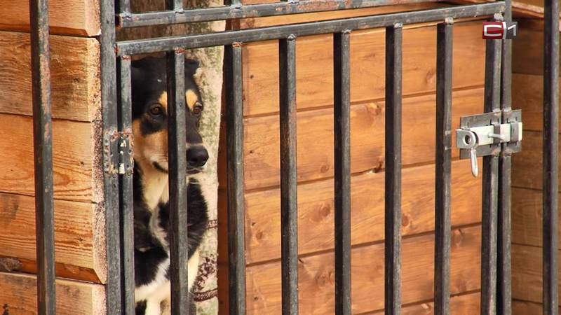 У бездомных собак Сургута появится могущественный покровитель