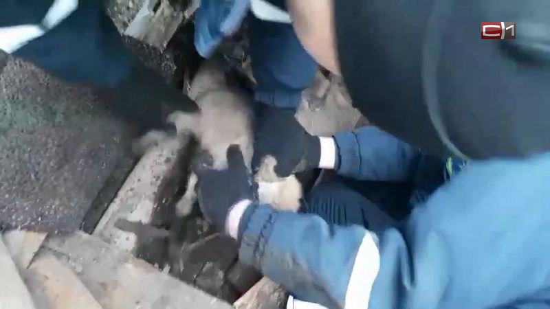 Спасательная операция в Нижневартовске: щенок залез под капот авто