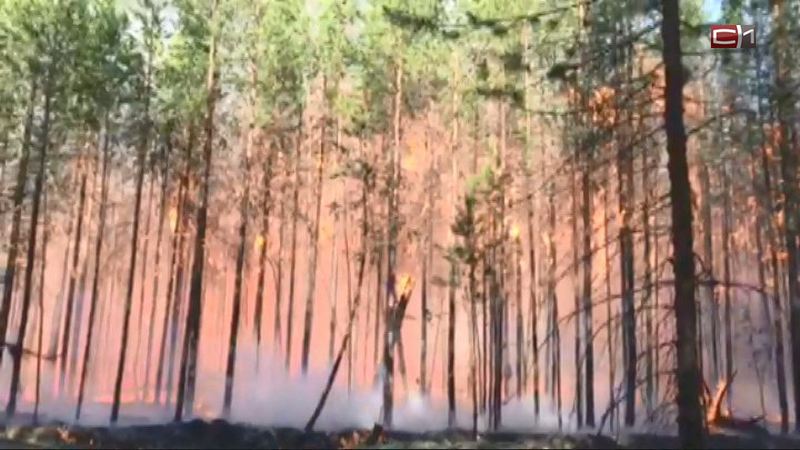 Югорчанин по неосторожности спалил более 6 гектаров леса