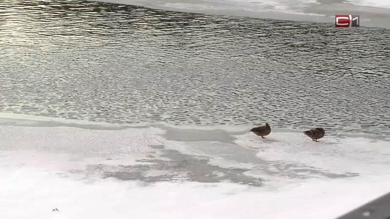 В сургутском парке «За Саймой» две утки остались зимовать 