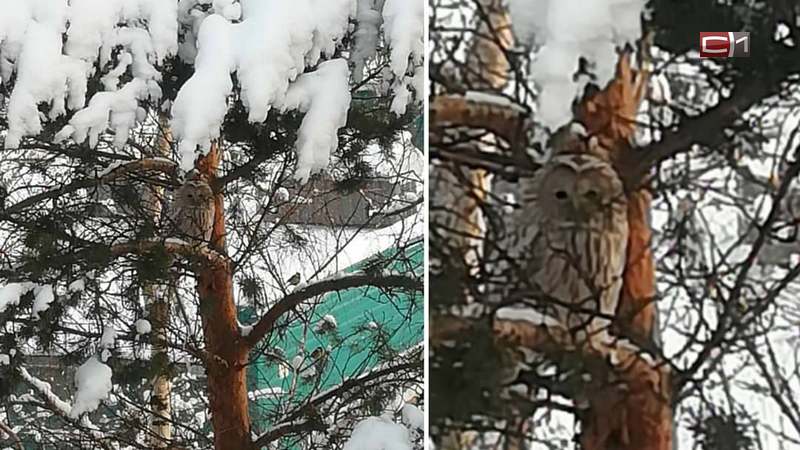 Незваный гость: в центре Сургута поселилась хищная птица