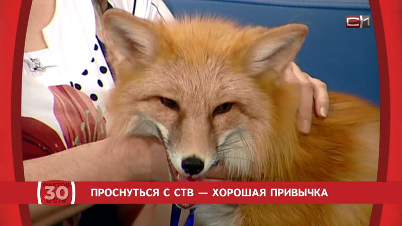 30 фактов об СТВ: Проснуться с СТВ — хорошая привычка