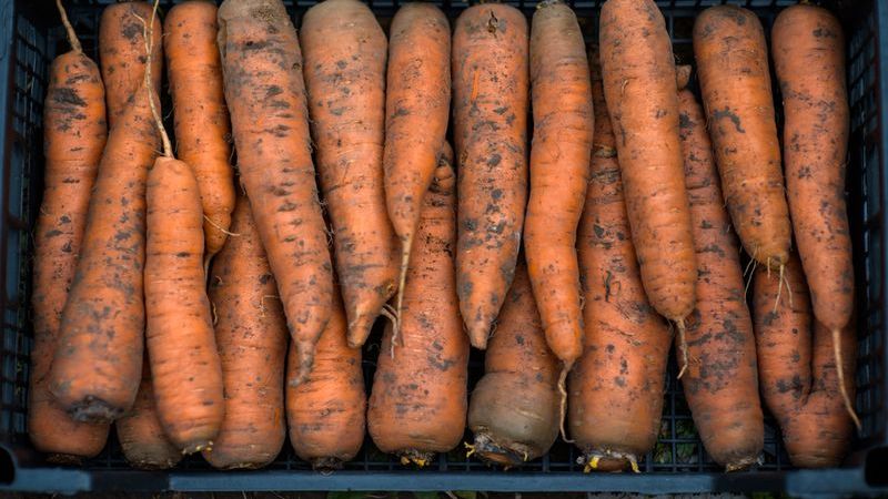 В Сургут завезли 40 тонн морковки, выращенной в неблагополучной зоне