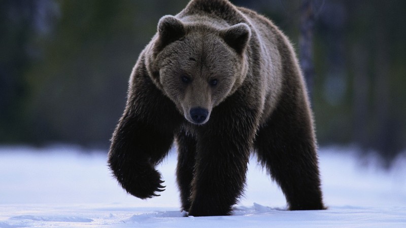 В Сургуте снова заметили медведя — зверь бродит близ дачного кооператива