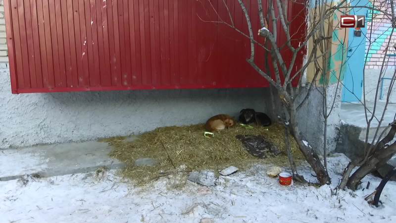 В Сургуте любительница животных содержит бездомных собак под балконом