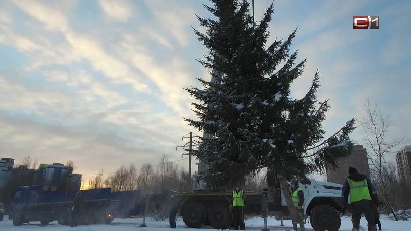 Срубленной елке подарят вторую жизнь в сургутском парке «Кедровый лог»