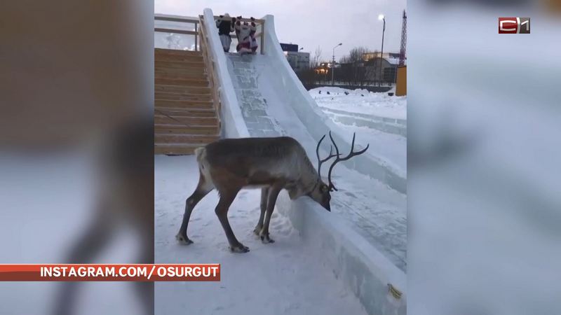 Сургутский олень Валерчик проверил готовность главной площади к Новому году